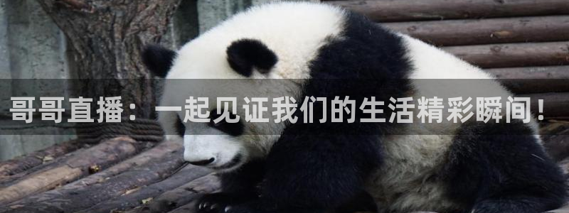 天天直播吧_nba直播_cba直播_足球...：哥哥直播：一起见证我们的生活精彩瞬间！